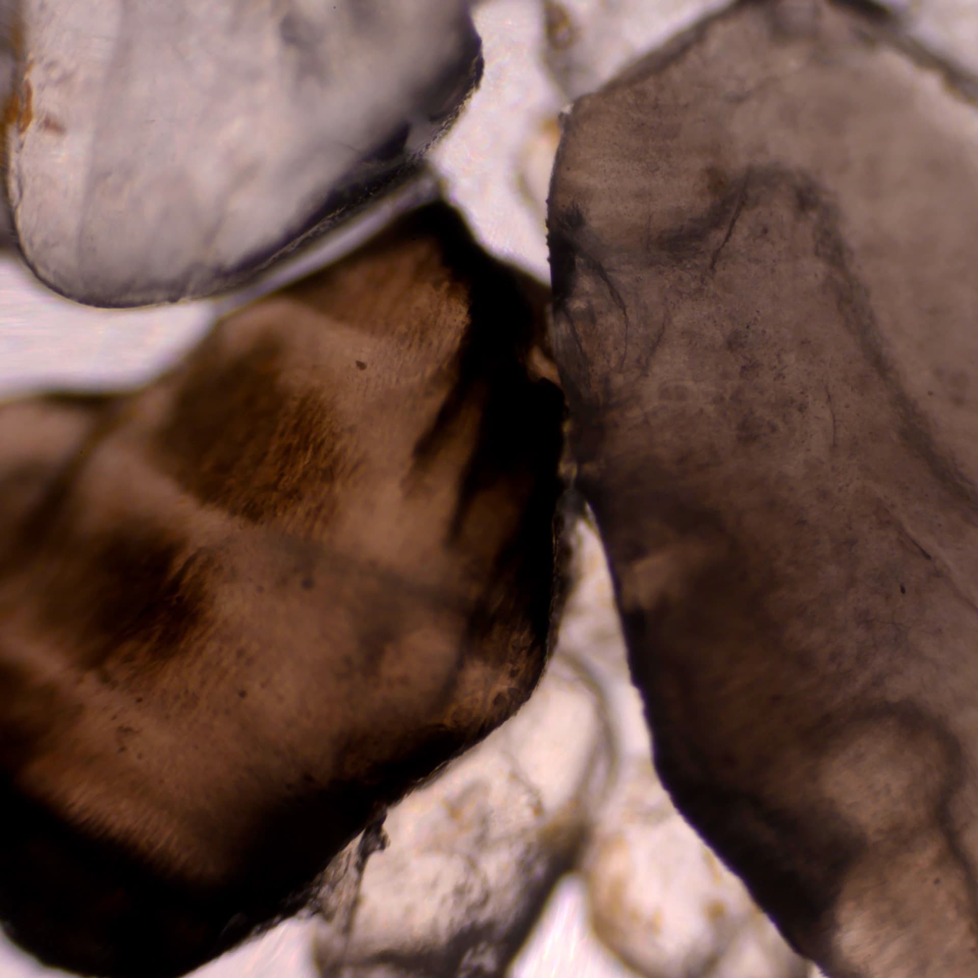 Microscopic Vision Restoration — plate 1