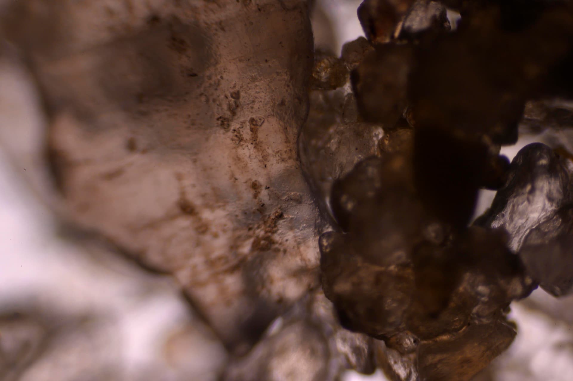 Microscopic Vision Restoration — plate 7